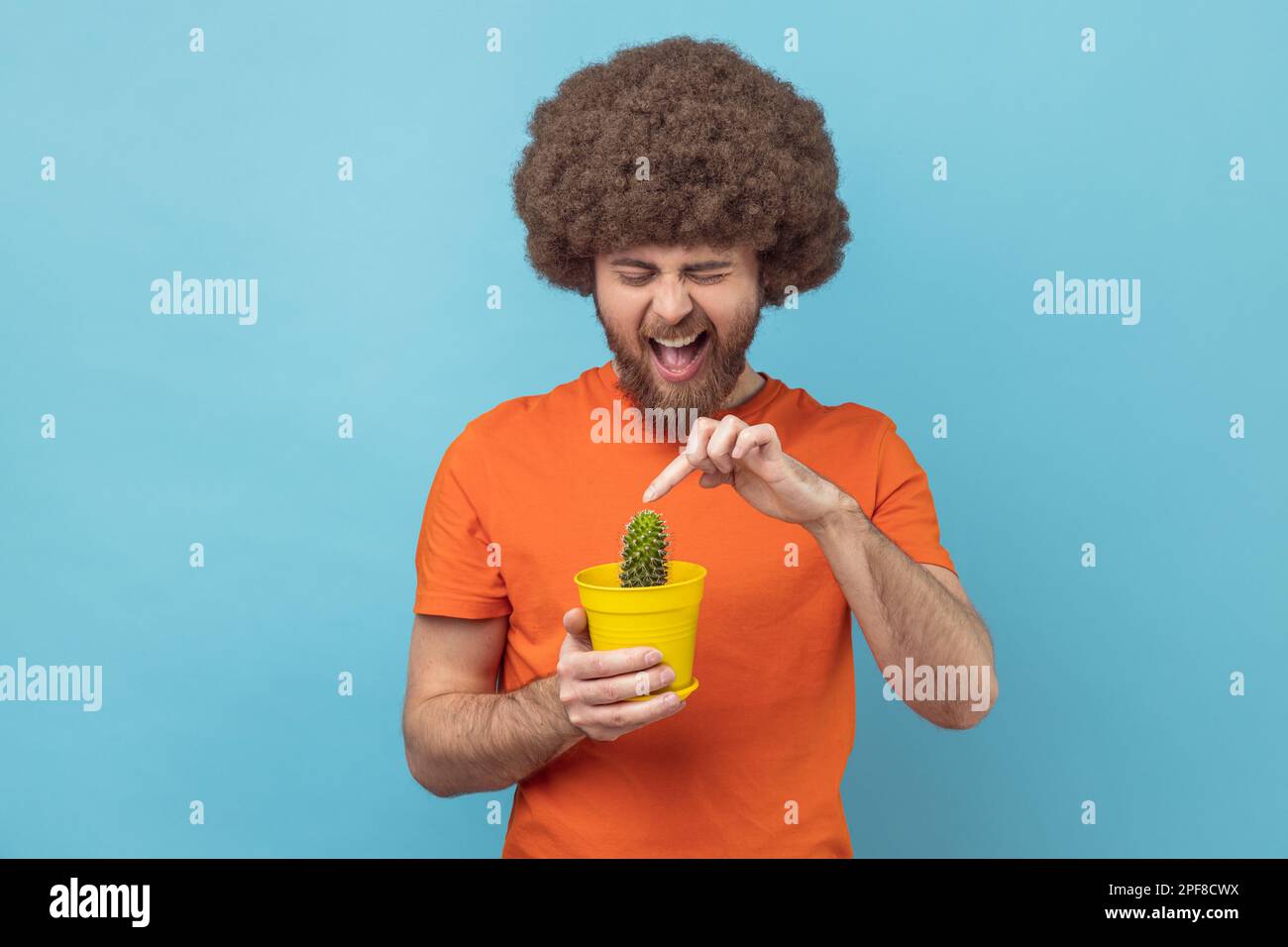 Portrait of man with Afro hairstyle wearing orange T-shirt holding tricky cactus in flower pot, touching, frowning face, expressing negative emotions. Indoor studio shot isolated on blue background. Stock Photo