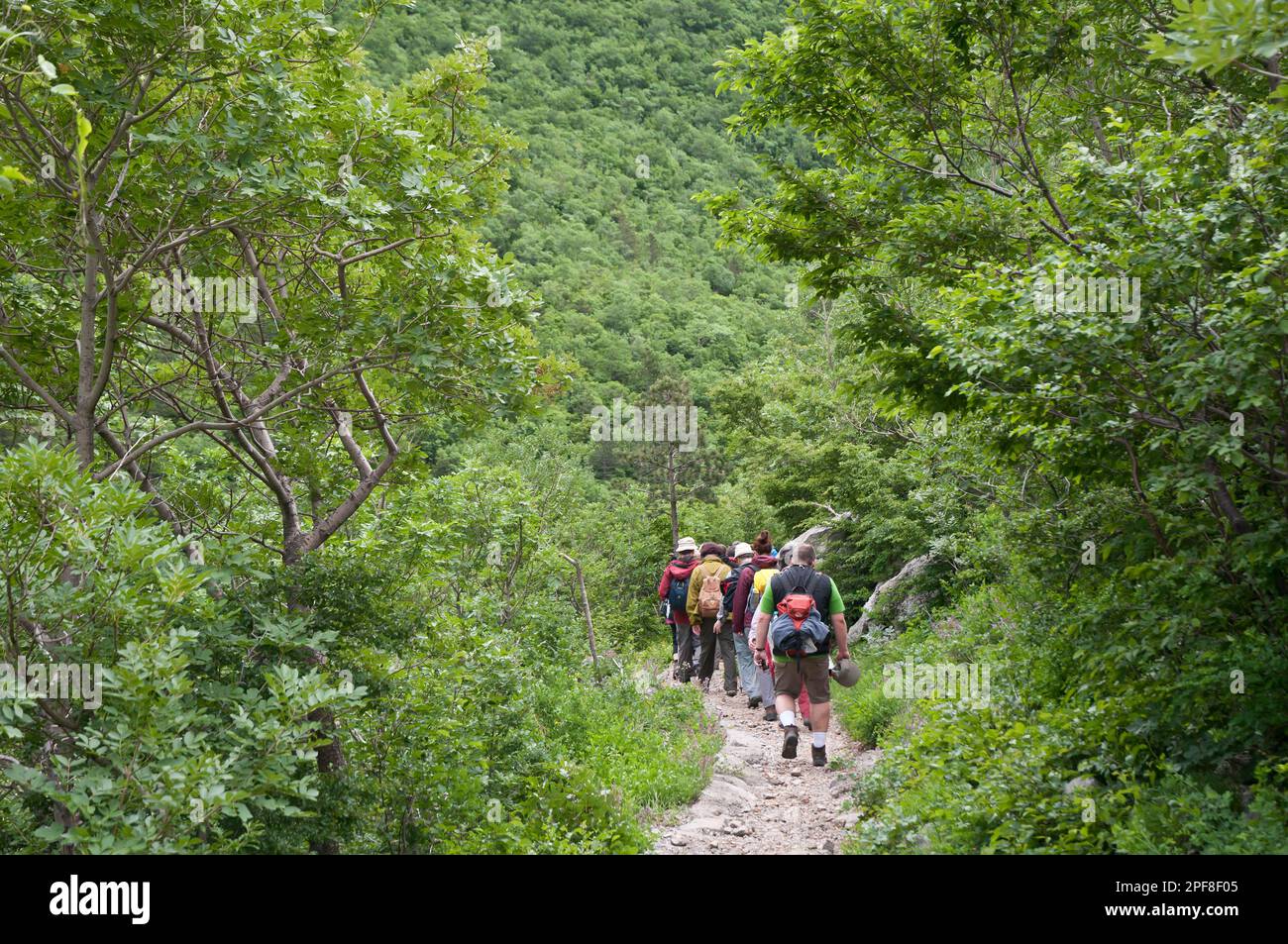 Group of hikers woods hi-res stock photography and images - Alamy