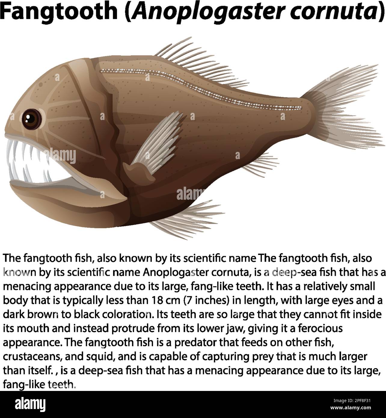Fangtooth (Anoplogaster cornuta) with Informative Text illustration Stock Vector