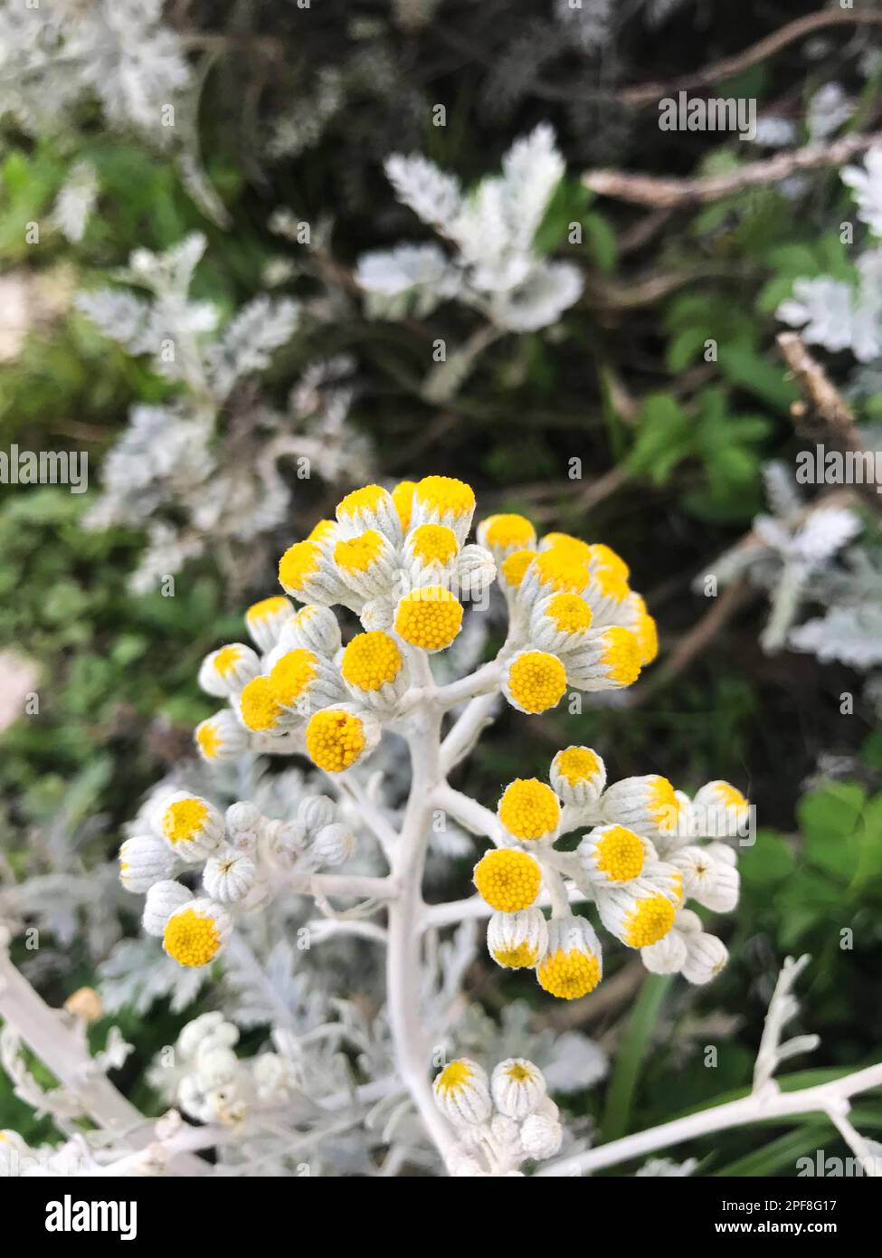 Golden tuft or Golden cudweed (Turkish: Olmez Cicek) in the nature. Stock Photo