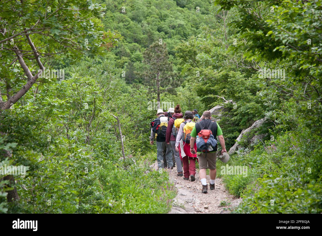 Forest trekking hi-res stock photography and images - Alamy