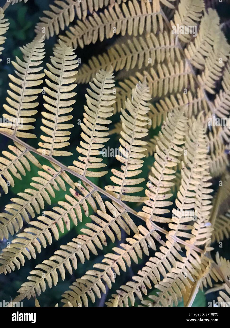 Fern seed or Pterophyta (Turkish: Egrelti otu) in the nature. Stock Photo