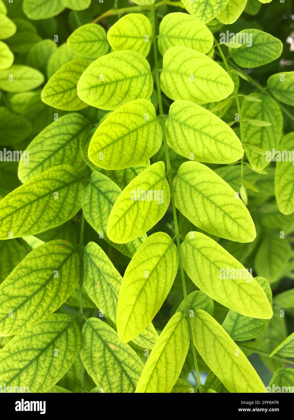 Formal leaves hi-res stock photography and images - Alamy