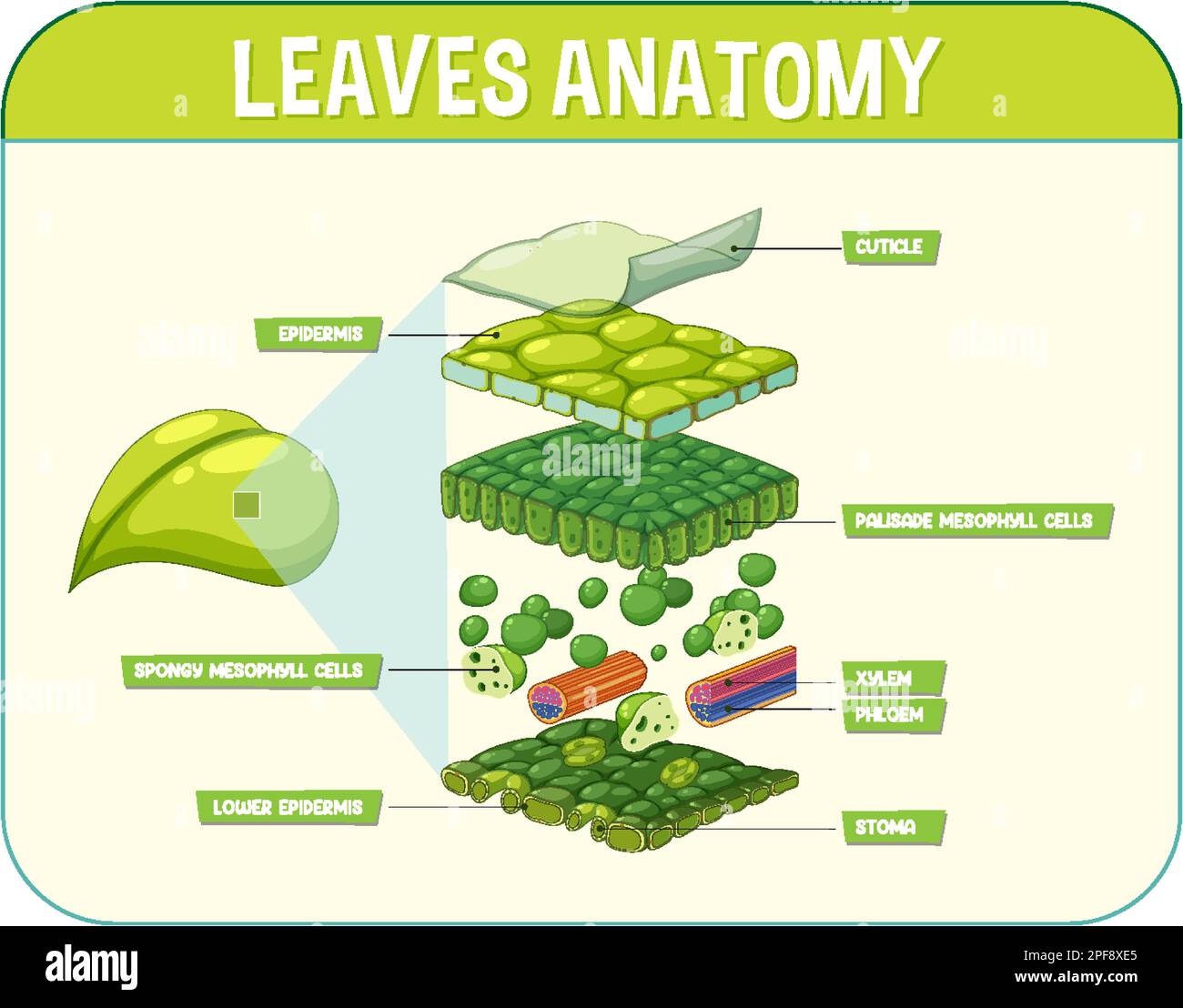 Internal Structure Of Leaf Diagram Illustration Stock, 48% OFF