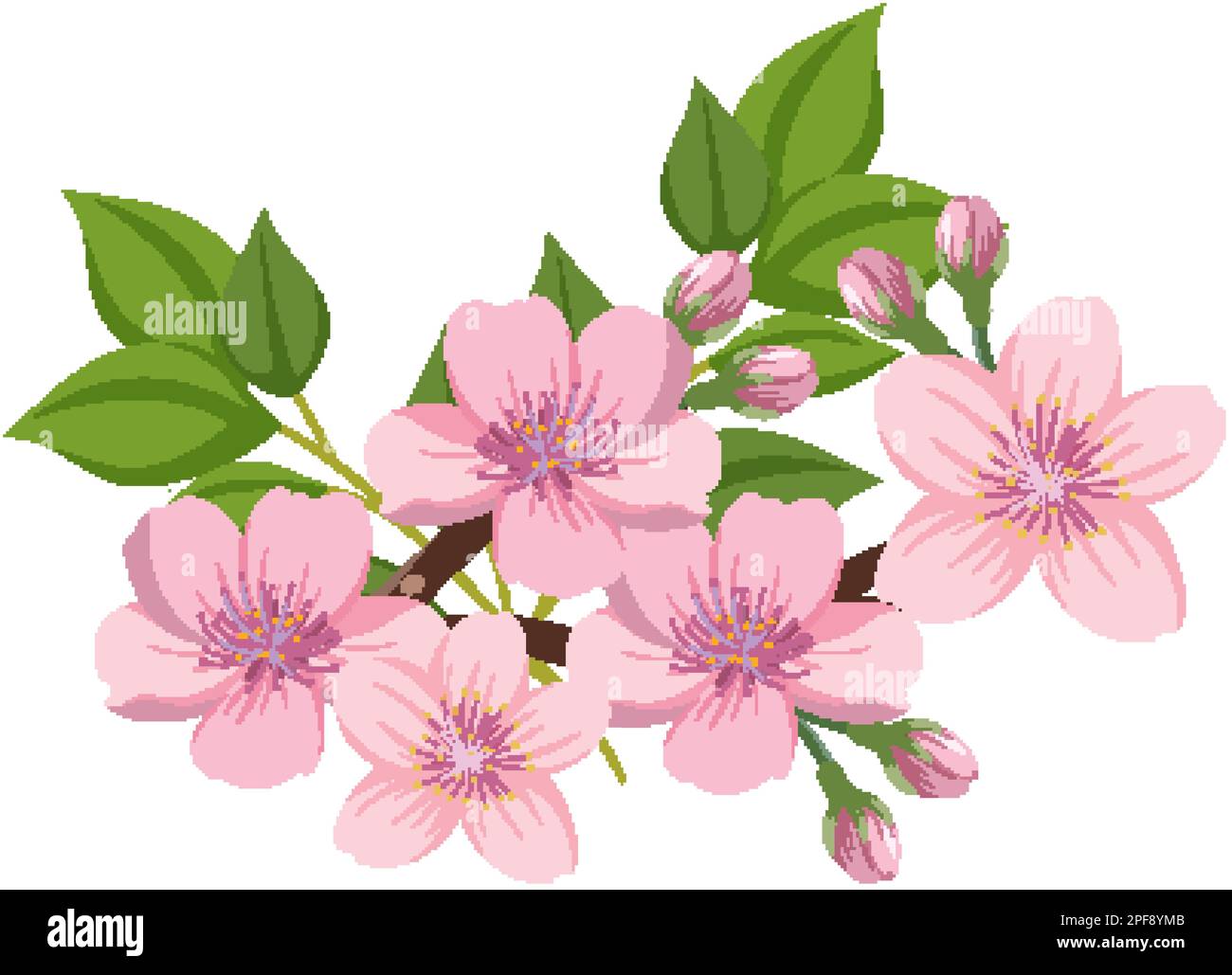 Cherry Blossom Flower Vector illustration Stock Vector Image & Art Alamy