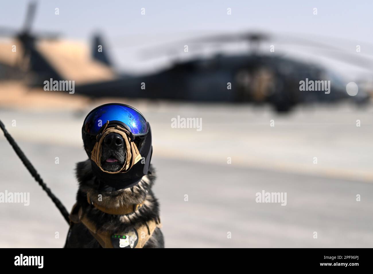 USCENTCOM, Undisclosed Location. 23rd Jan, 2023. U.S. Air Force military working dog Polo assigned to the 332nd Expeditionary Security Forces Squadron, sits on the flightline in front of a HH-60 Pave Hawk, assigned to the 46th Expeditionary Rescue Squadron, before completing helicopter acclimation training at an undisclosed location within the U.S. Central Command area of responsibility, Jan. 23, 2023. Helicopter acclimation training ensures the MWD and their handler are comfortable operating in and around helicopters while in a controlled environment. (photo by Staff Sgt. Gerald R. Willis Stock Photo