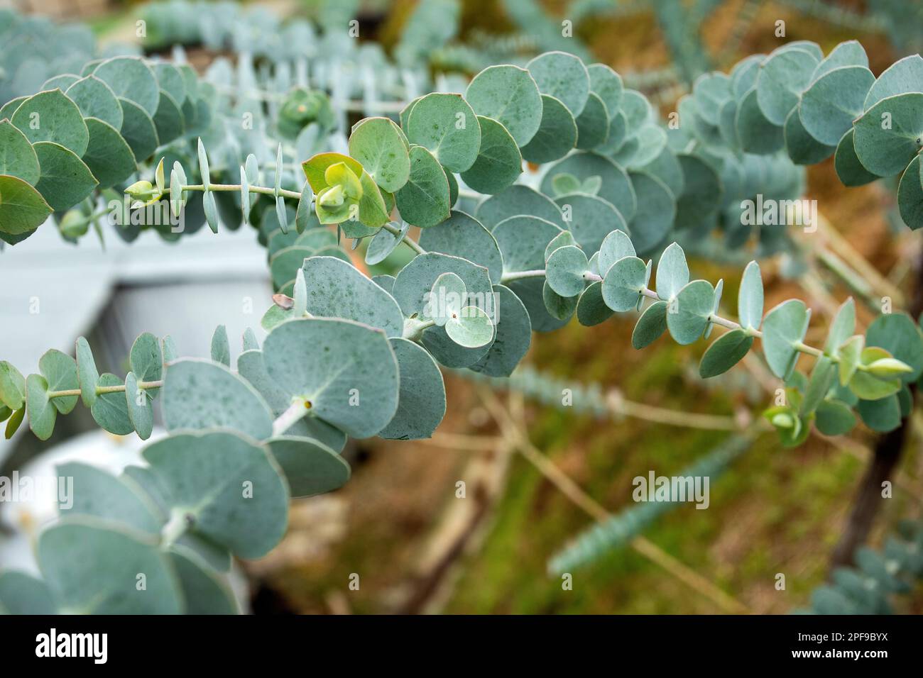 Eucalyptus plant baby blue Eucalyptus little boy blue Stock Photo Alamy