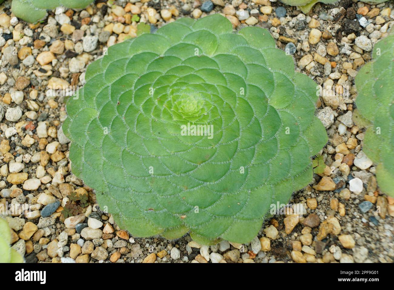 Close up of a flat-top Aeonium plant, also known with scientifc name Aeonium Tabuliforme Stock Photo