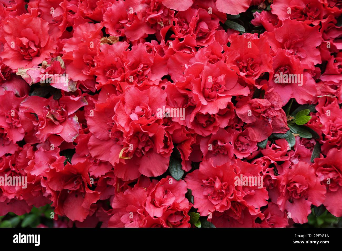 Beautiful red hybrid Azalea 'Scarlet' flowers at full bloom Stock Photo