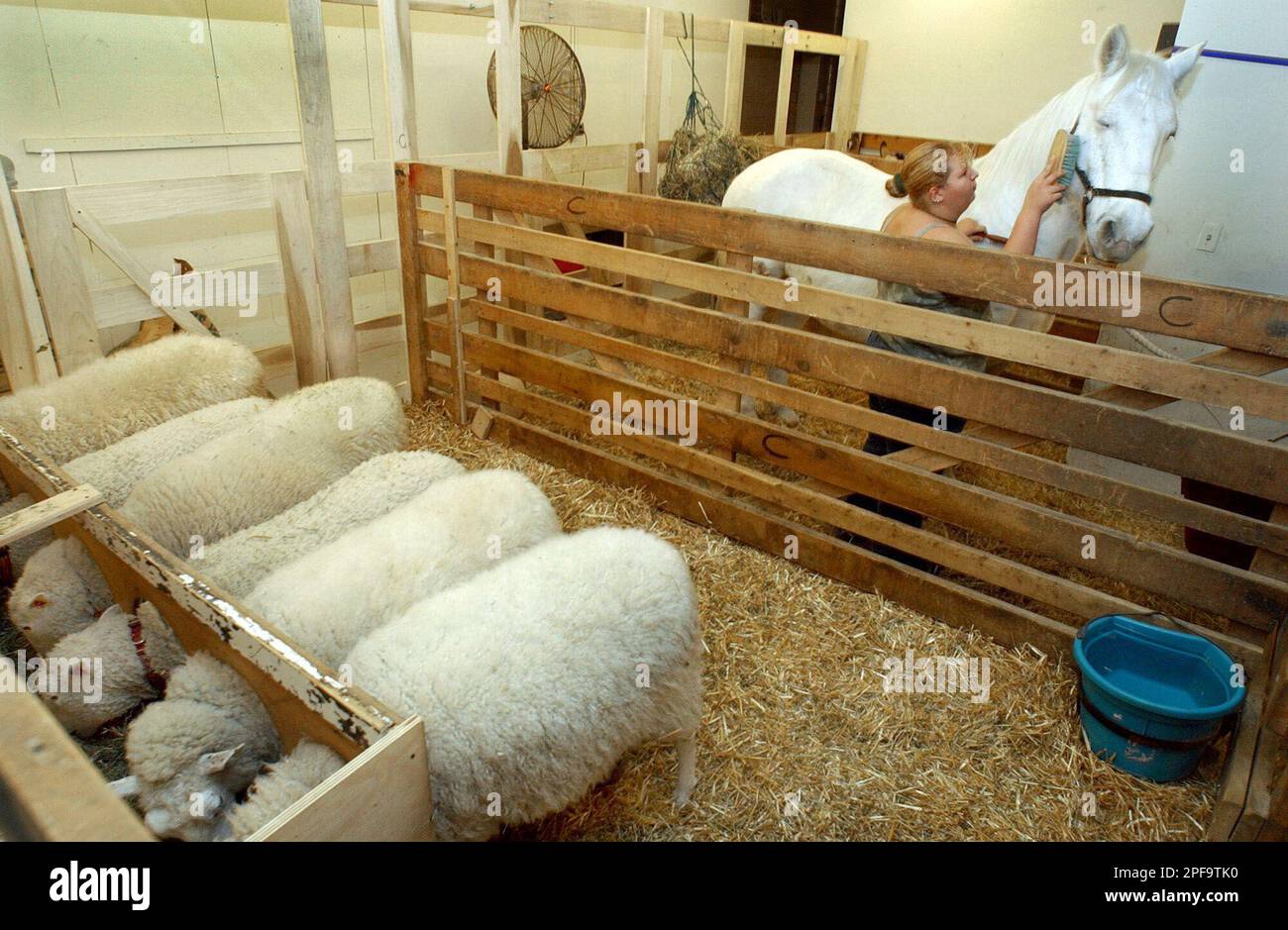 Amanda Brook, whose mother Bambi Brook owns the Dawn Animal Agency that  provides animals for the Radio City Music Hall Christmas Spectacular,  grooms Angel as sheep are fed backstage, in New York,