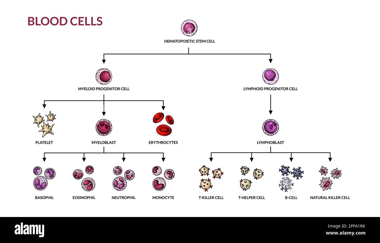 Hematopoiesis diagram. Human blood cells types with names. Scientific microbiology vector illustration in sketch style. blood cellular components form Stock Vector