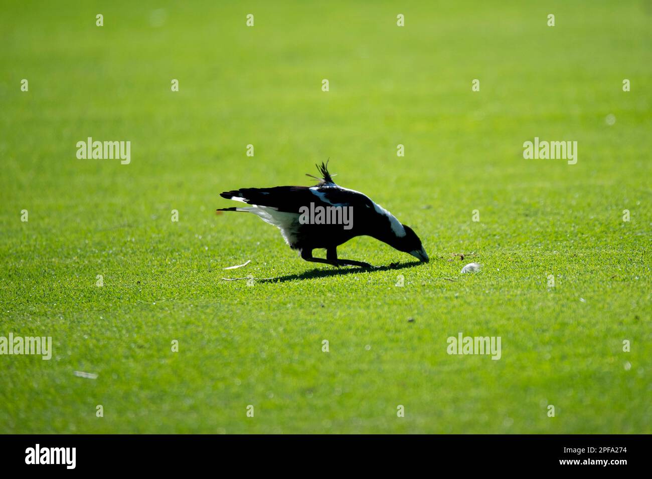 Australian Magpie in the Grass Stock Photo