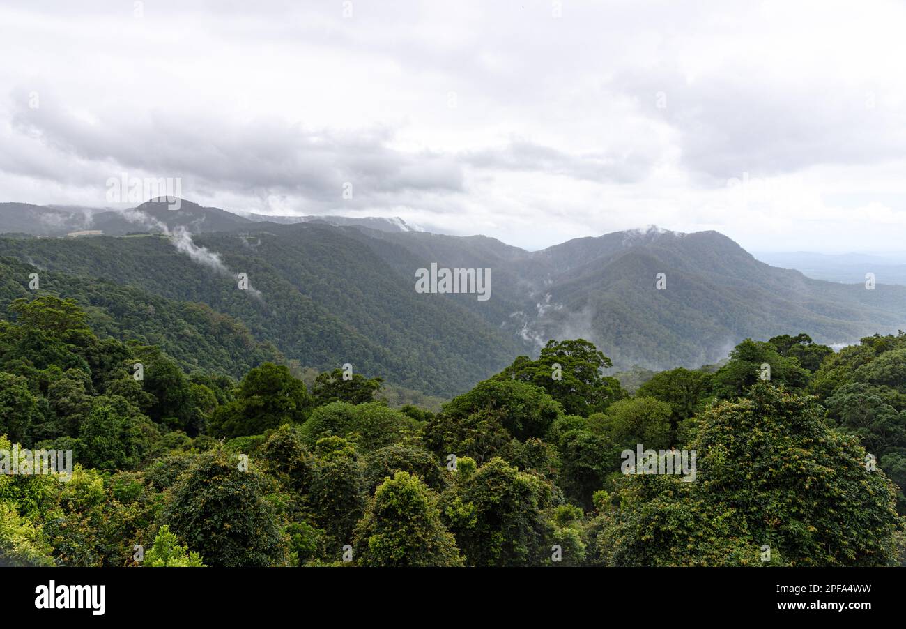Clouds in the hills of Dorrigo National Park Stock Photo