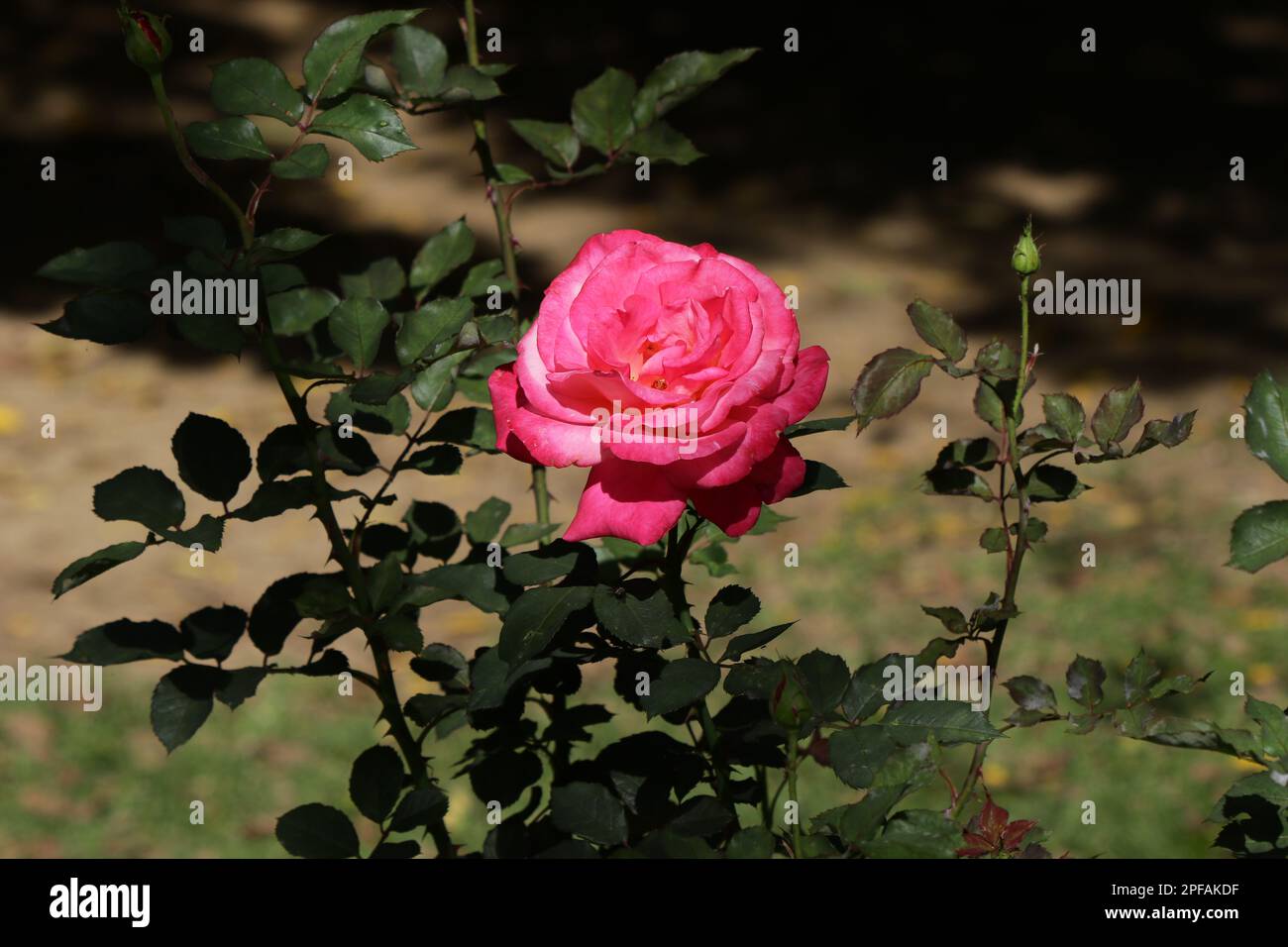 7s ii hi-res stock photography and images - Alamy