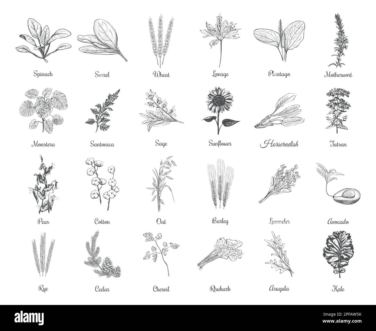 Collection of herbs and plants vector illustration Stock Vector Image & Art Alamy