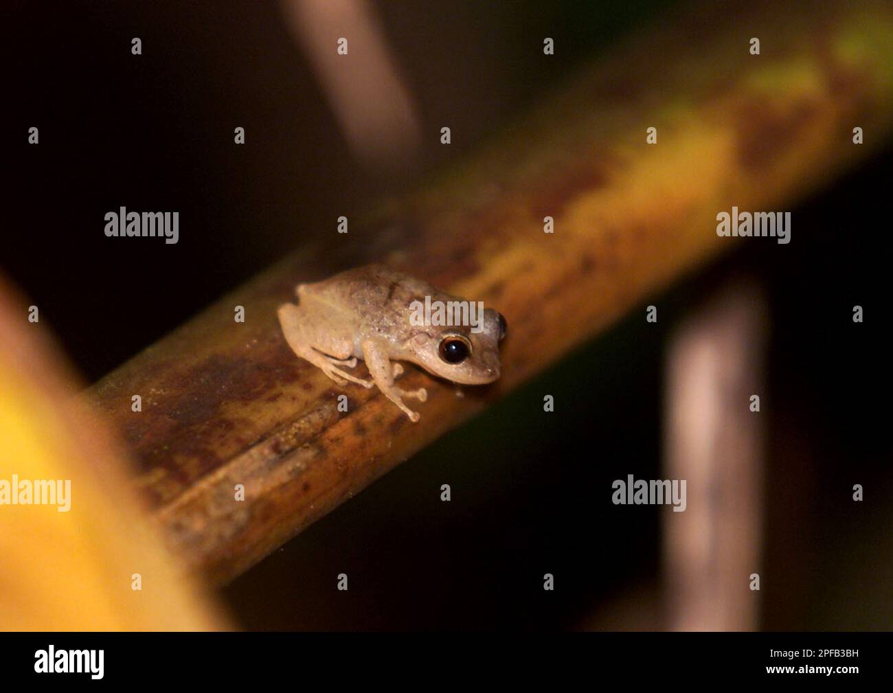 A coqui frog sits on a tree branch in El Yunque rainforest in Caimito ...