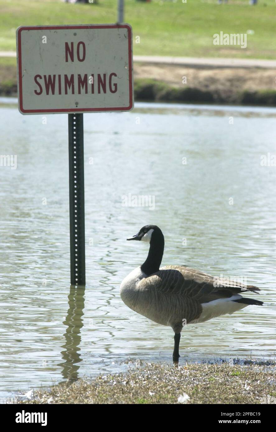 A Canada goose seems to be obeying the No Swimming sign and just gettings its feet wet at Ballard Park in Tupelo. Miss. Monday May 20 2002. With unseasonably low temperatures reaching