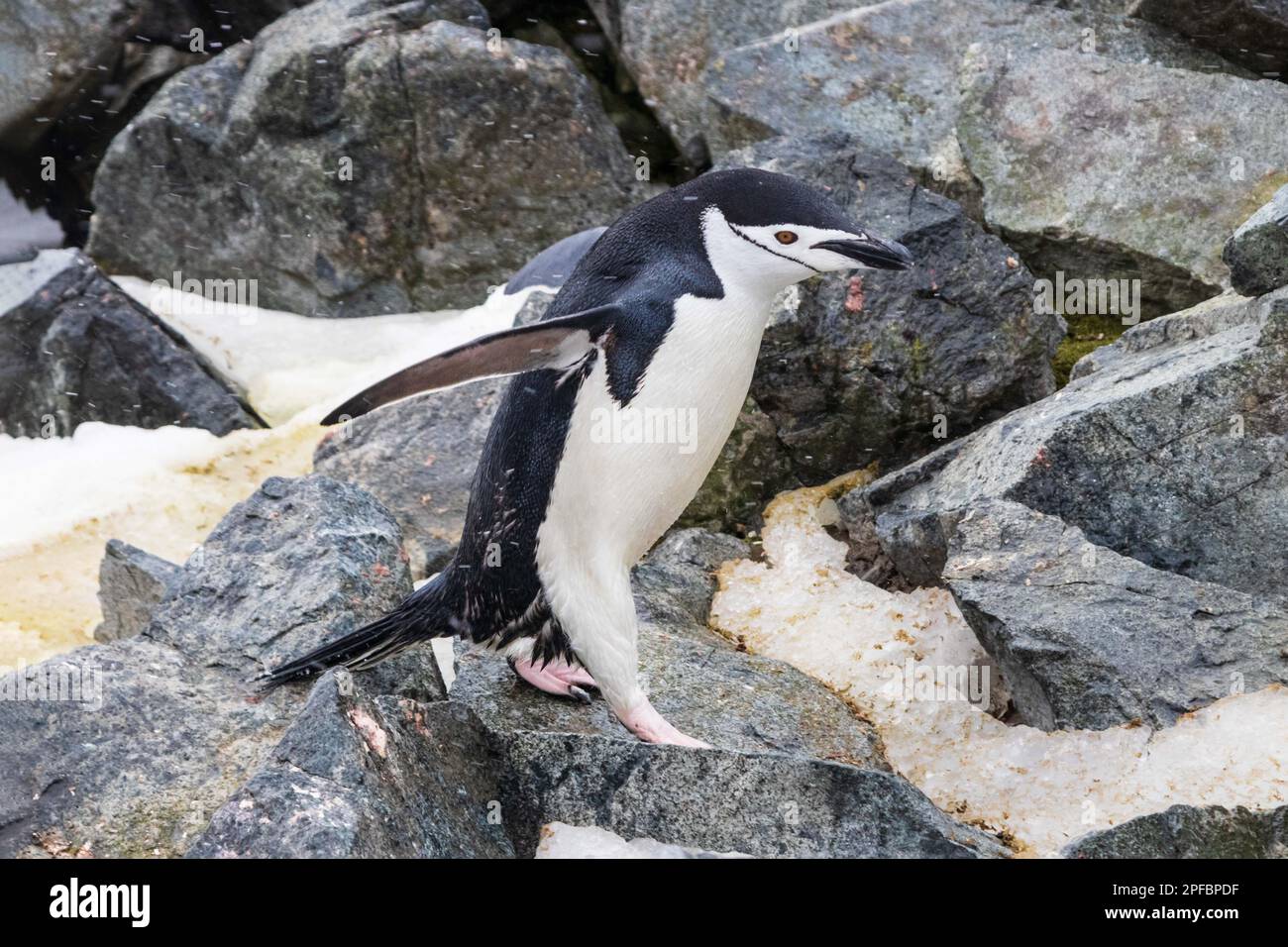 Closeup of Chinstrap Penguin (Pygoscelis antarcticus) walking across rocks and snow. Flippers spread. On Antarctic Peninsula. Stock Photo