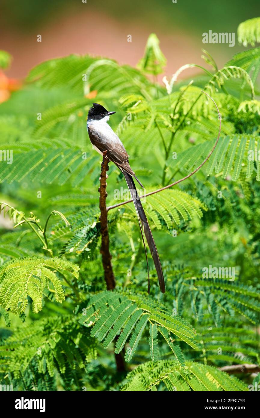 Fork-tailed Flycatcher (Tyrannus savana), Mangueiras Ranch,  Bairro da Ponte Nova, Sao Paulo, Brazil Stock Photo