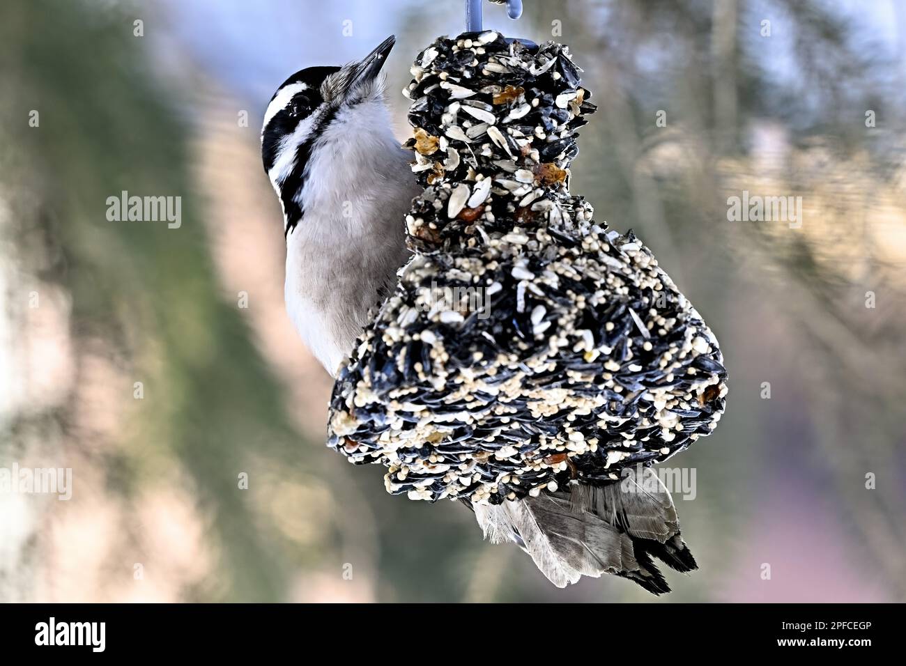 A wild Hairy Woodpecker 'Picoides pubescens', perched on a seed and suet feeder in rural Alberta Canada, Stock Photo