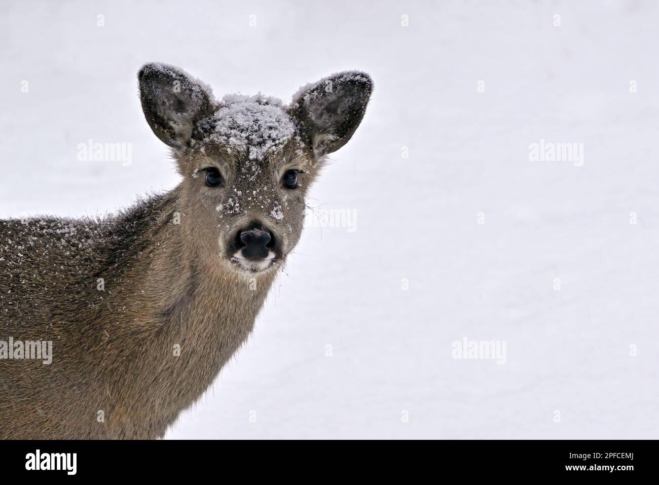 A portrait of a young white-tailed deer "Odocoileus virginianus