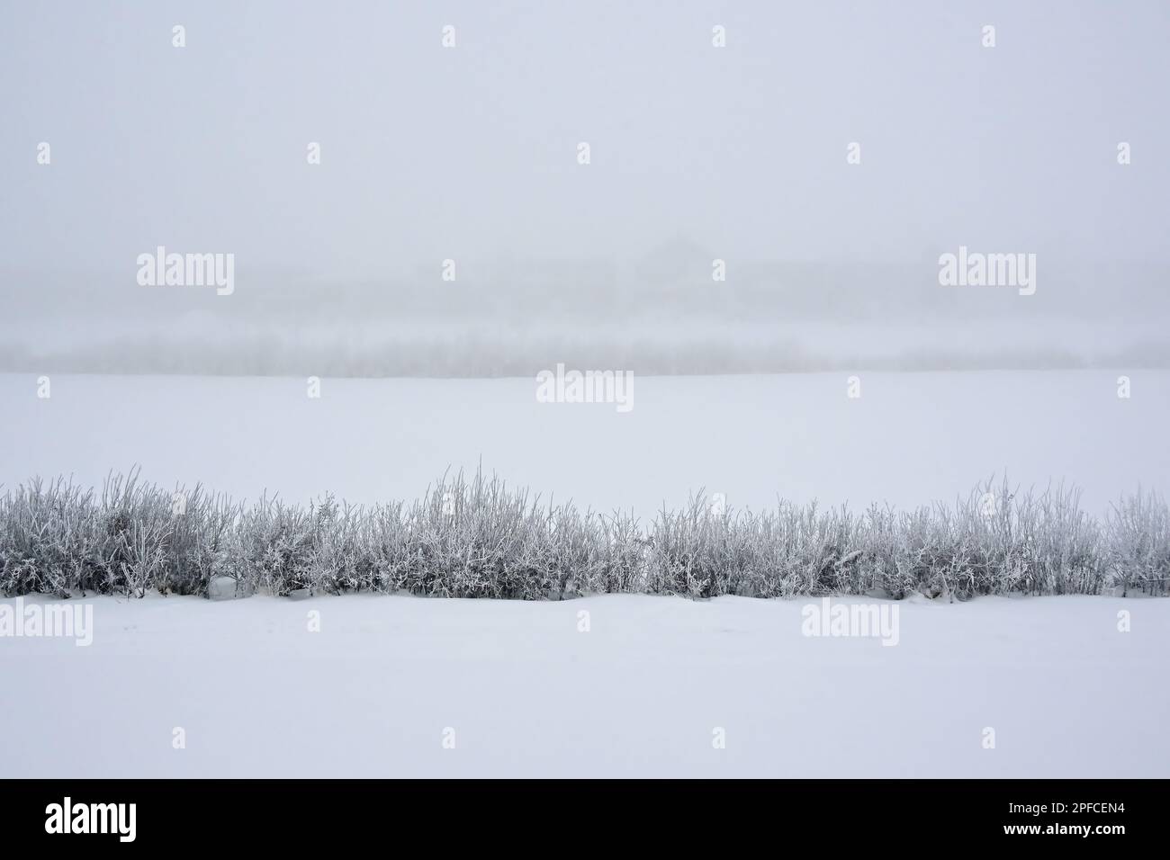 A moody foggy day in rural Alberta Canada. Stock Photo