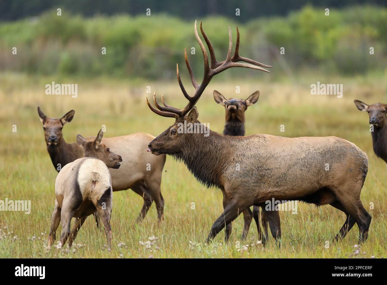 Bull elk chainsg cow during the autumn rut with tongue sticking out
