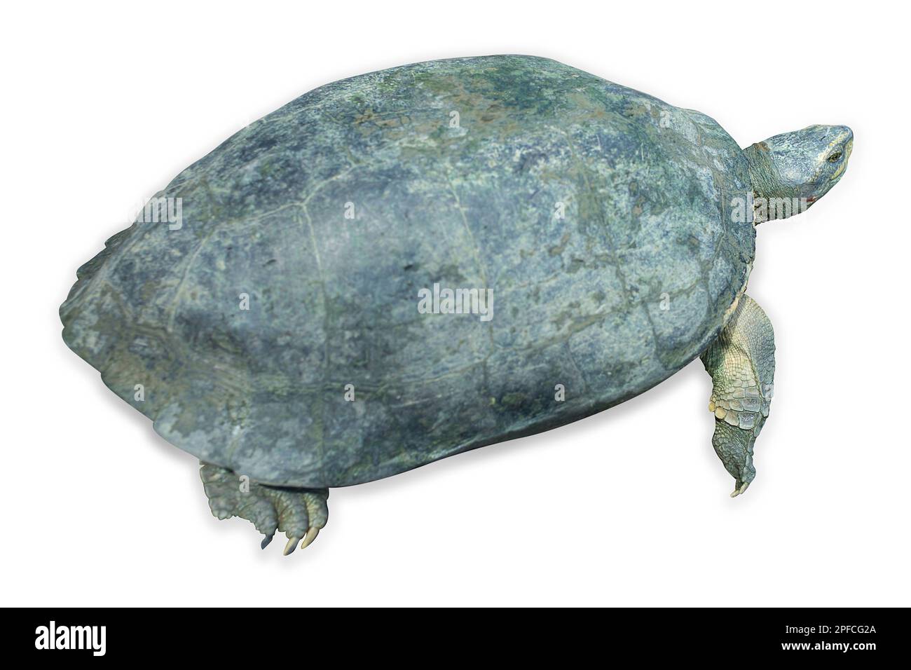 Die cut of headed of thai turtle on white isolated. Stock Photo