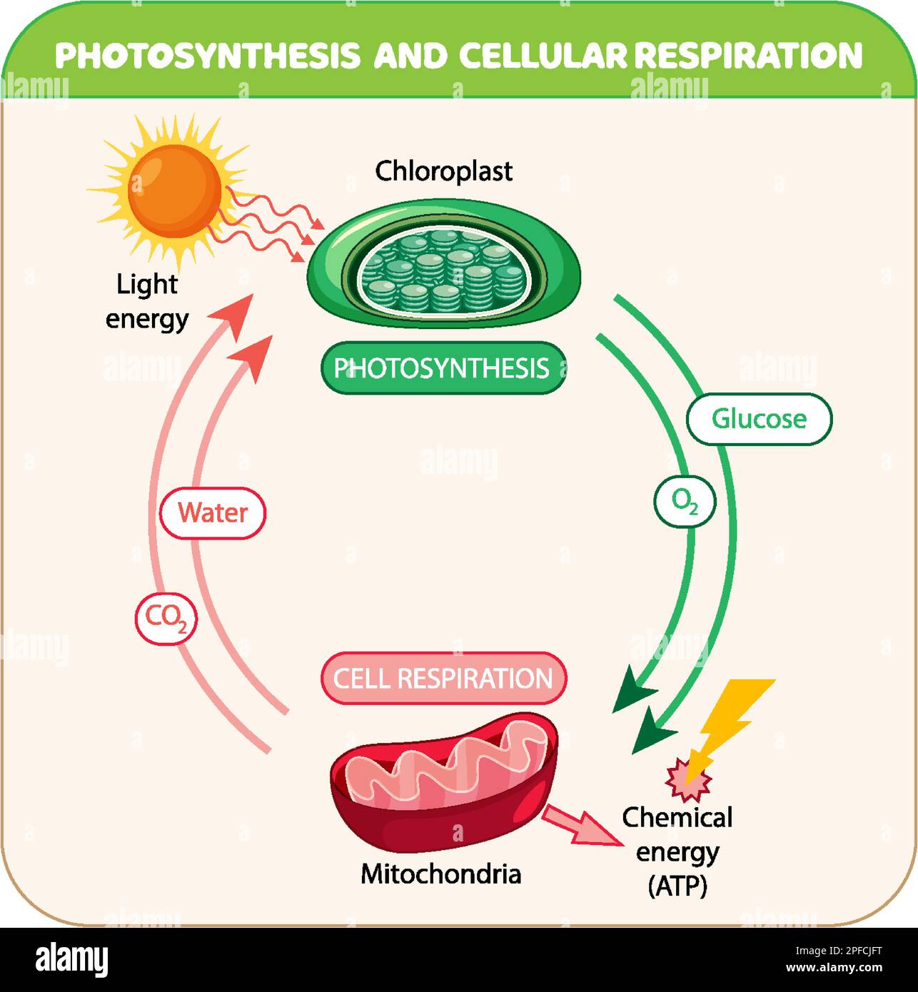 Cellular respiration process cut out stock images pictures alamy