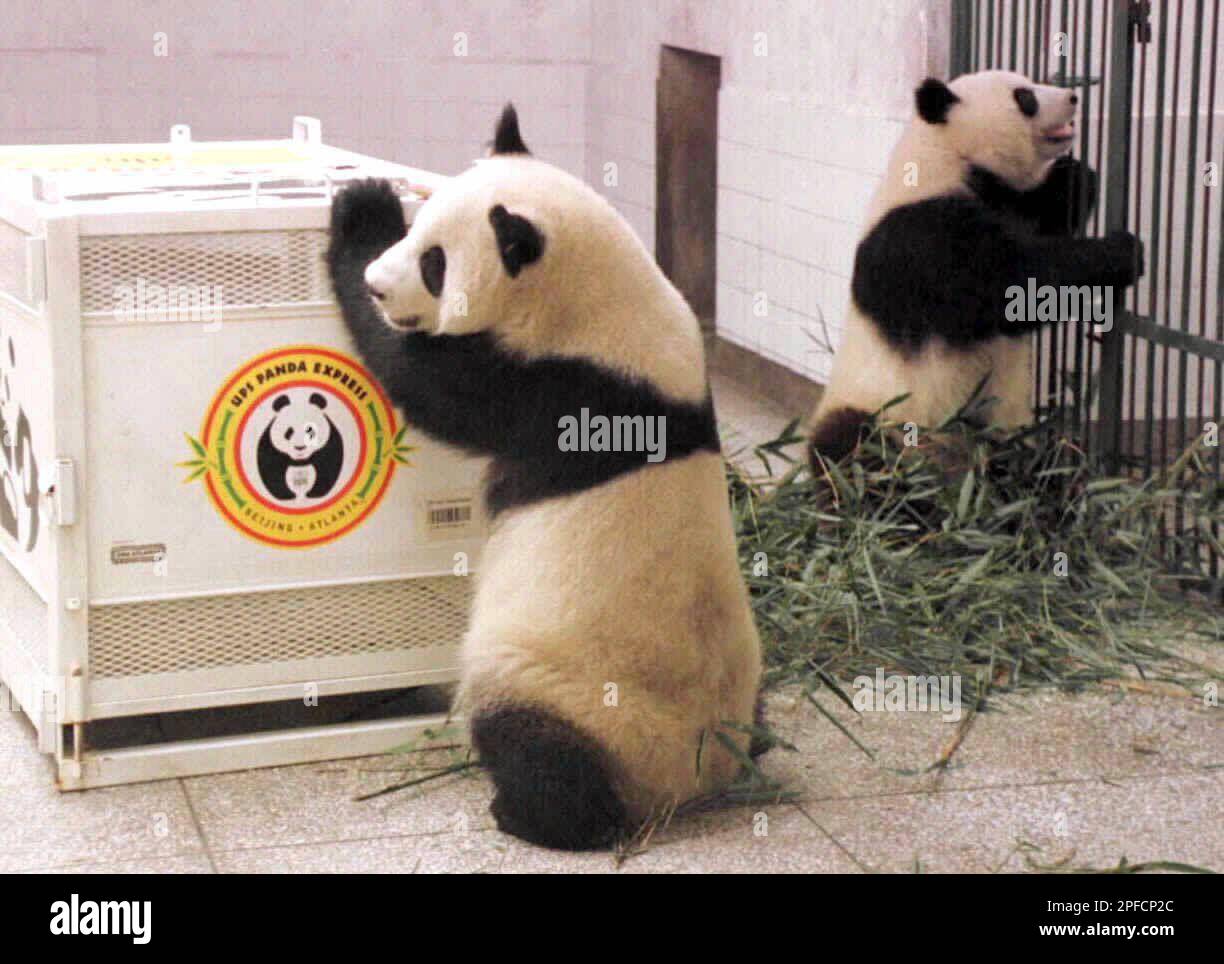 Two giant panda play in their enclosure Monday, October 25, 1999, at ...