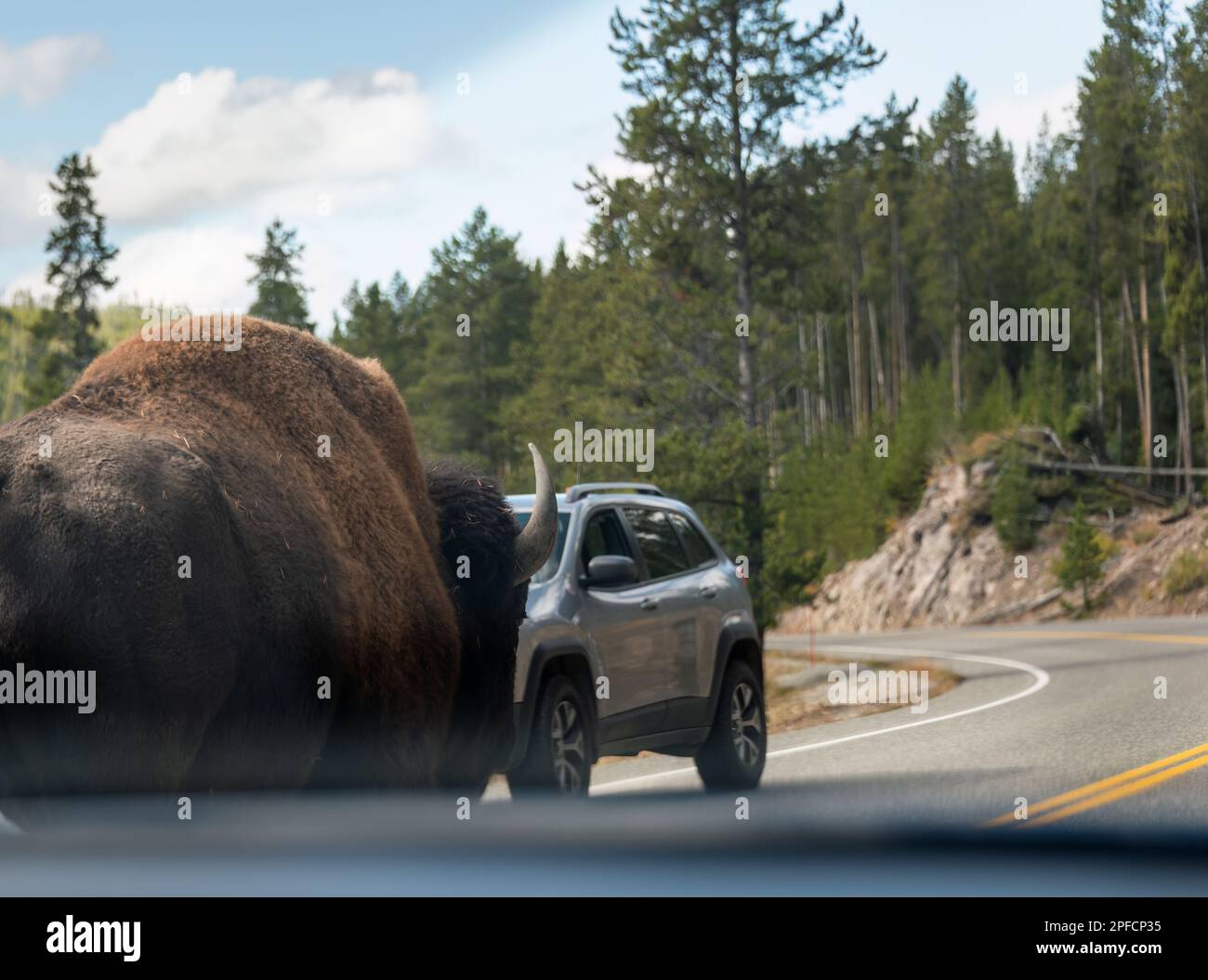 A big bull bison walking on highway, stopping traffic. Image taken inside the car. Yellowstone National Park. United States. Stock Photo