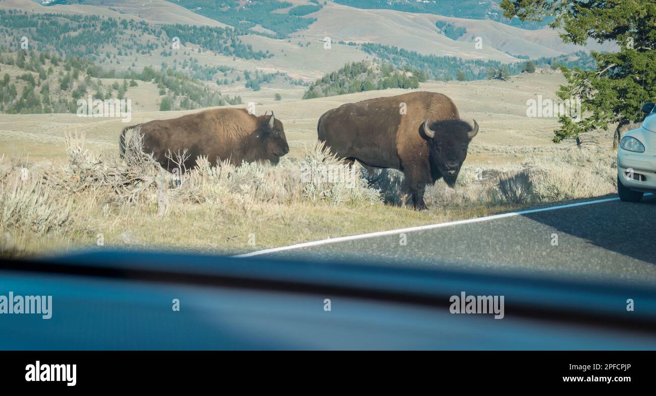 Two bison walking across highway, stopping traffic. Image taken inside the car. Yellowstone National Park. United States. Stock Photo