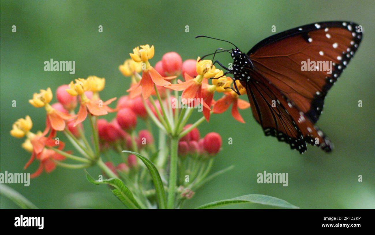 A monarch butterfly feeds on a flower at the "Butterfly Zone" at the