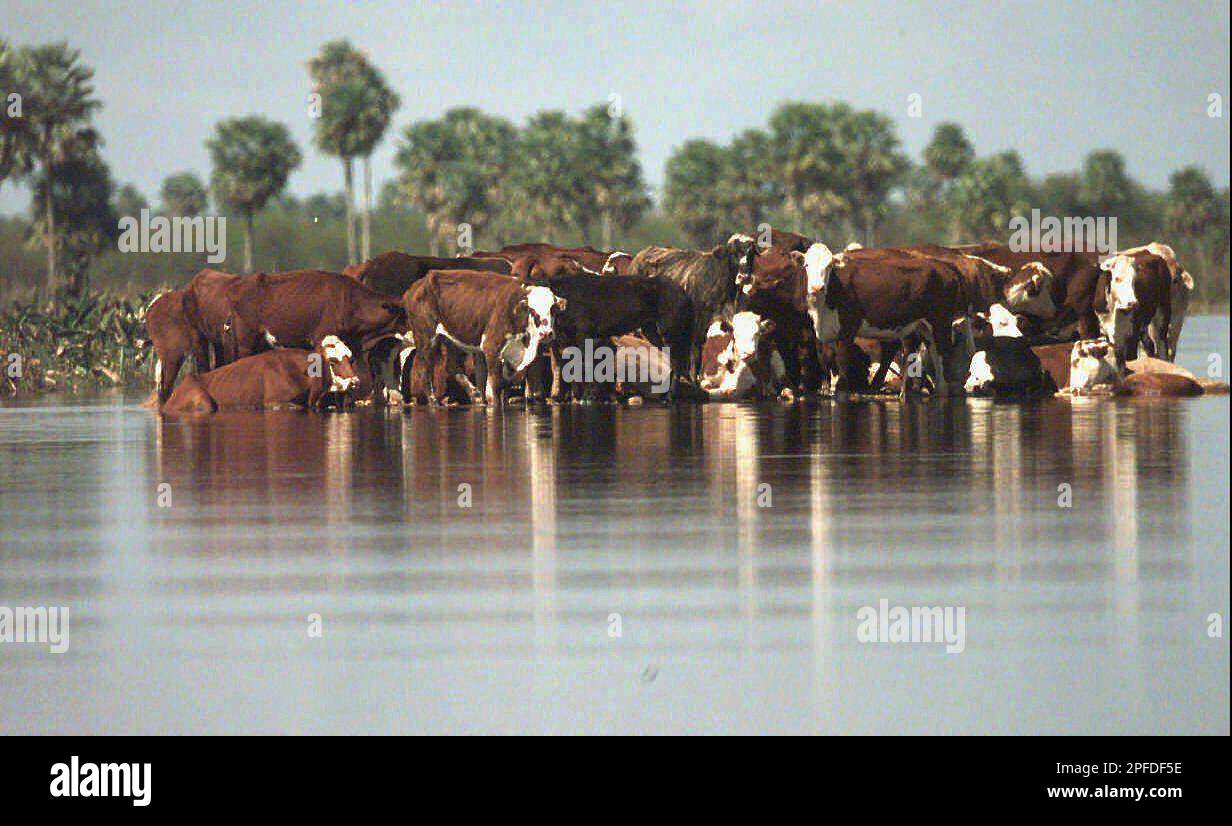 Cattle take refuge from the flood waters in a ranch in the Argentine ...