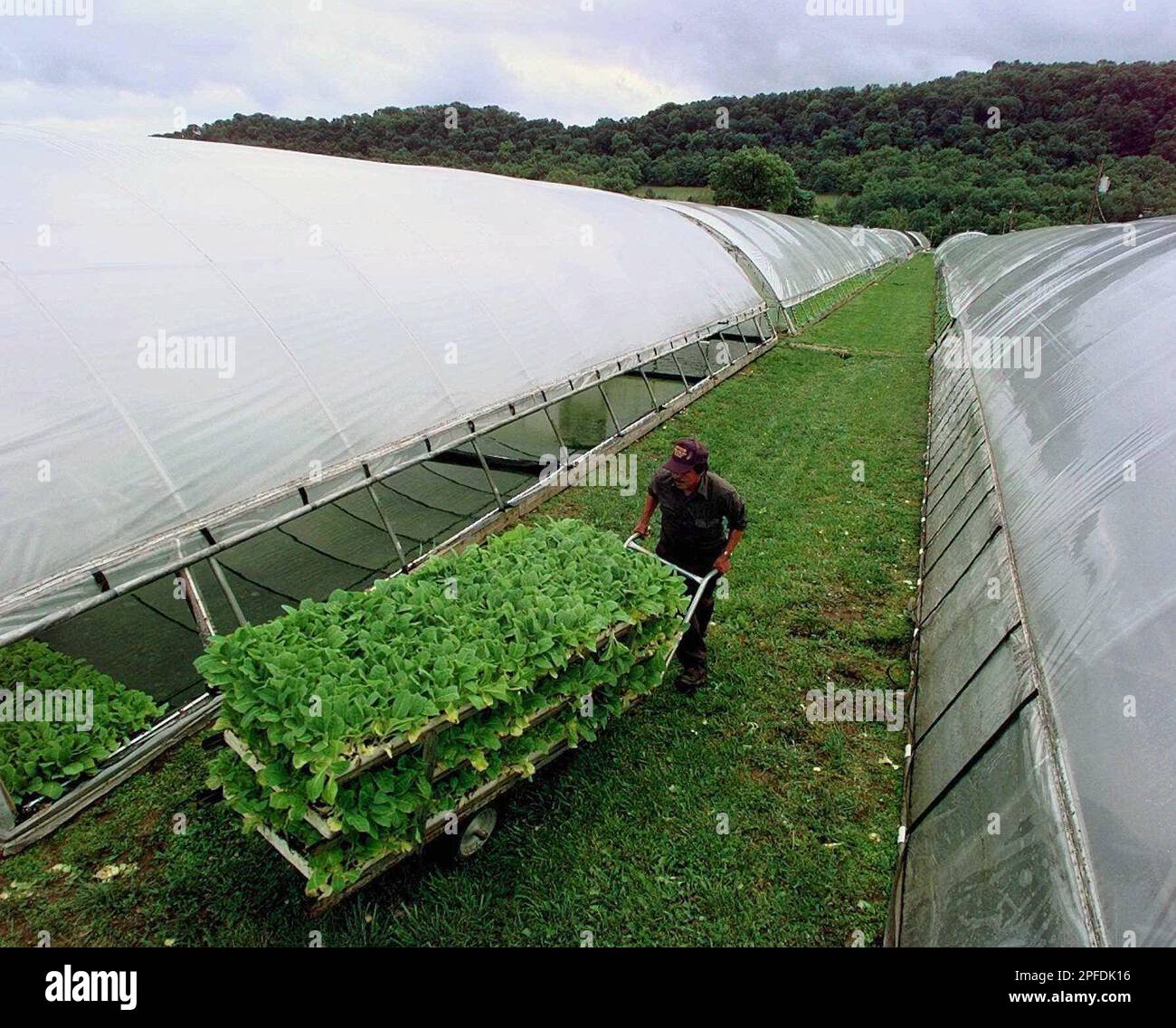 Greenhouse worker Miguel Franco wheels a cart loaded with trays of