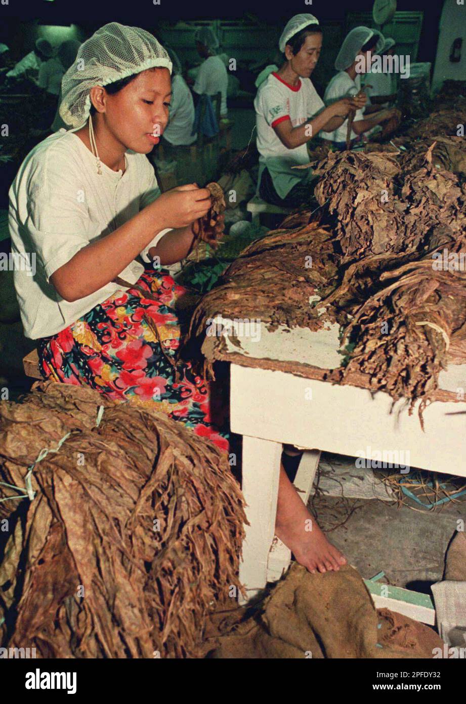 ADVANCE FOR TUESDAY PMS, OCT. 14--A barefoot worker sorts tobacco leaves to  be sent to the rolling department, July 15, 1997, in the La Flor de la  Isabel factory in suburban Paranaque,