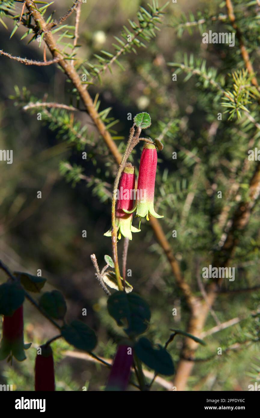 Not many wildflowers bloom in Winter, so these native Fuschia (Correa Reflexa) are always a welcome sight, and thankfully very common. Stock Photo