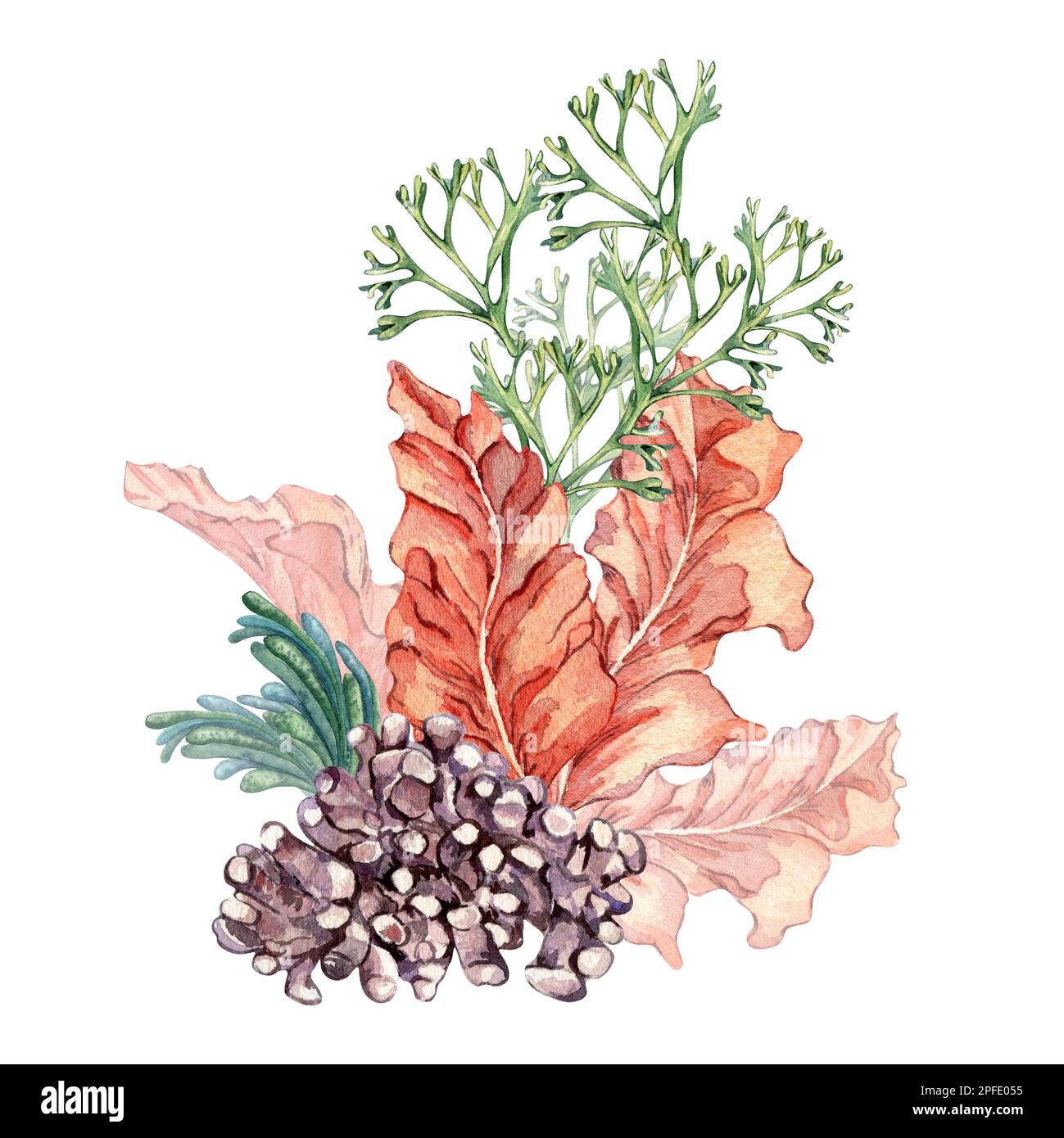 Composition of colorful sea plants watercolor illustration isolated on white. Red porphyra, , purple coral, codium, spirulina hand drawn. Design eleme Stock Photo