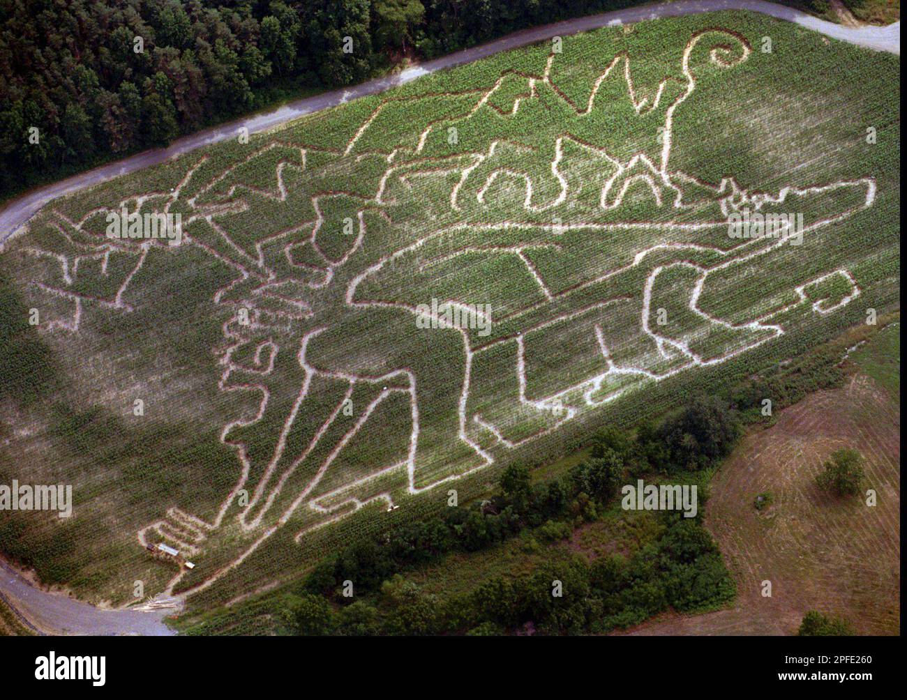 An aerial view of a cornfield at the Zehner Bros. farm in Nescopeck, Pa