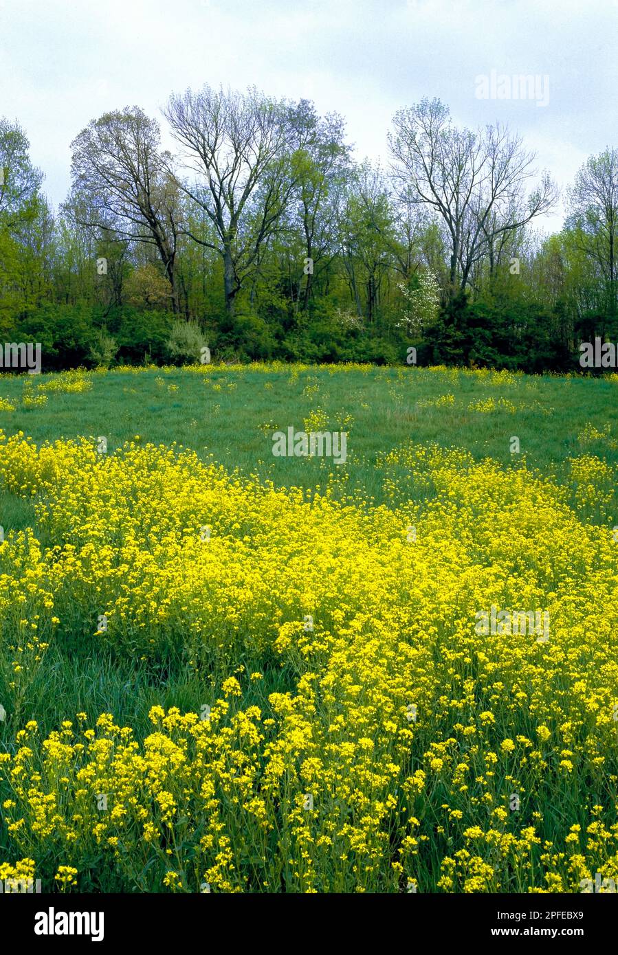 A field of Tower Mustard at Blue Marsh Lake in Berks County, Pennsylvania Stock Photo