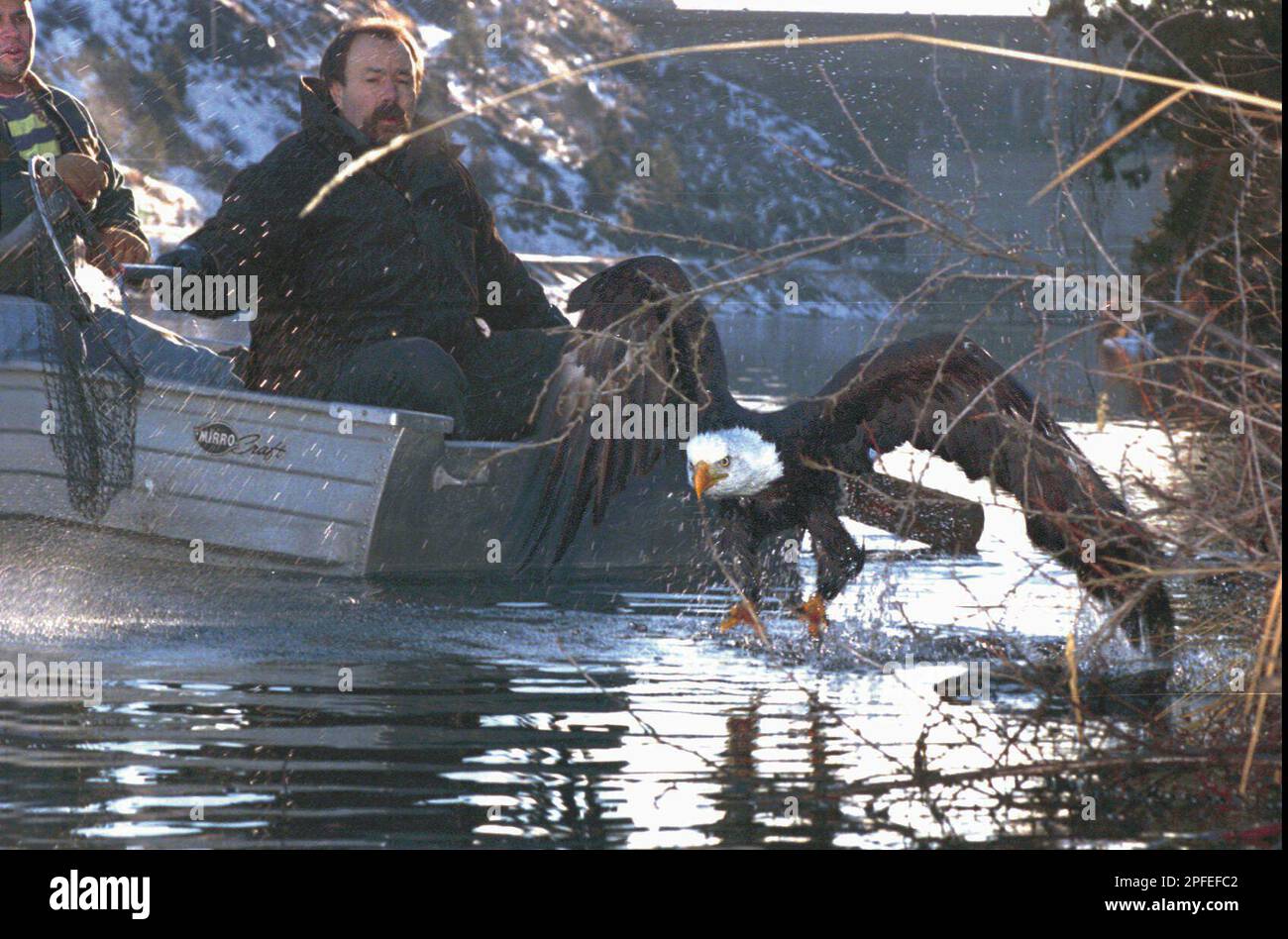 Mark West holds a fishing net as he and Dan Ladd try to capture a wounded  eagle Thursday, Jan. 2, 1997. West was forced to abandon the net and used a  large