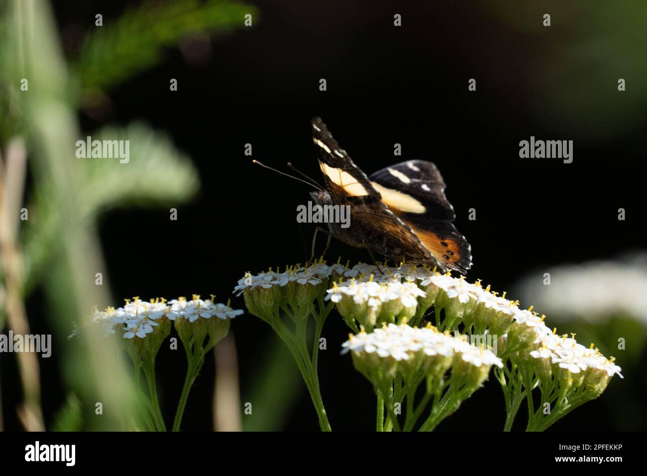 Vanessa itea - yellow admiral butterfly feeding on white yarrow flower. It is found in Australia and Aotearoa New Zealand. Stock Photo