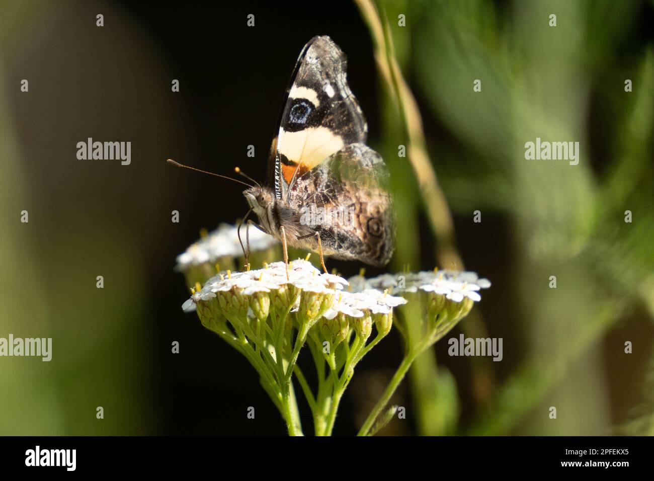 Vanessa itea - yellow admiral butterfly feeding on white yarrow flower. It is found in Australia and Aotearoa New Zealand. Stock Photo