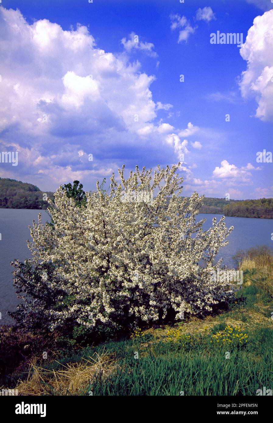 A domestic apple tree in bloom on the shore of Lake Arthur at Moraine State Park, Pennsylvania Stock Photo