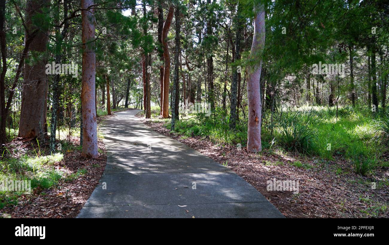 Light and shade on paved pathway between native trees on Coochiemudlo Island, Queensland, Australia Stock Photo