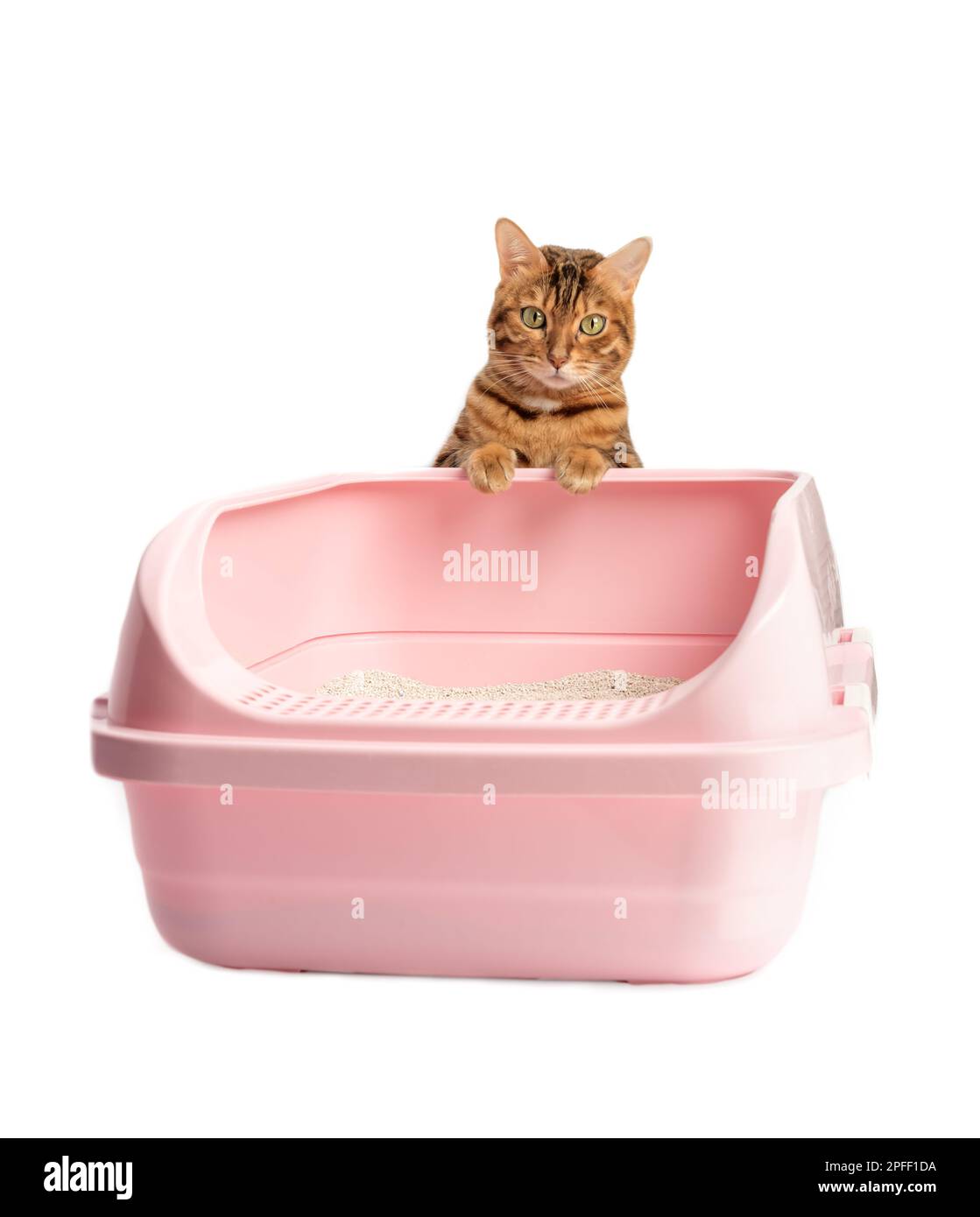 A Bengal cat sits next to a plastic toilet with bentonite filling. Animal on a white background