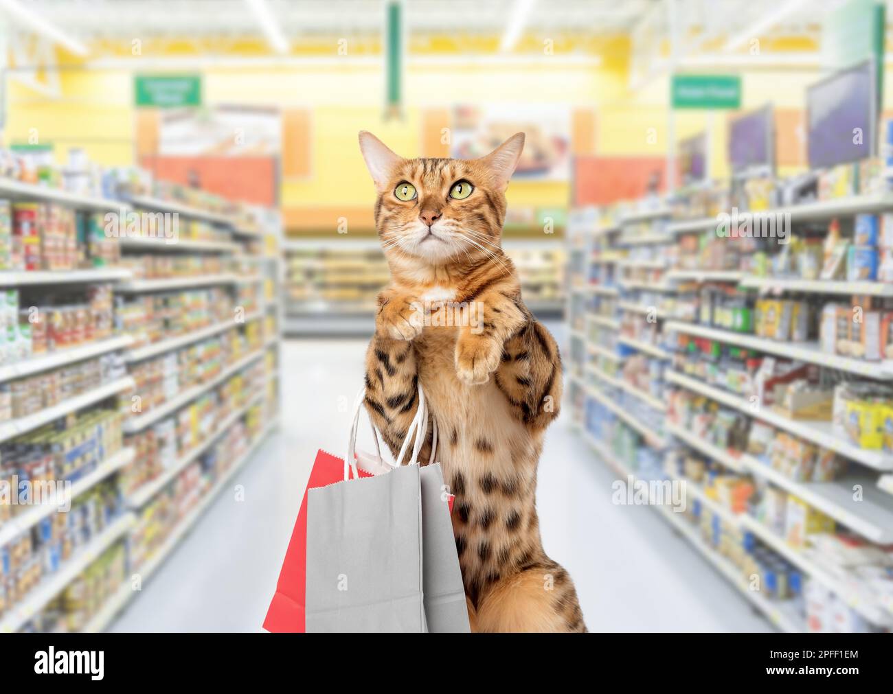 Cat food shopping hi res stock photography and images Alamy