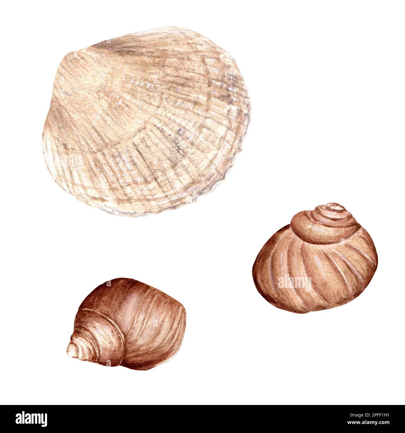 A set of sea shells. Watercolor illustration isolated on white ...