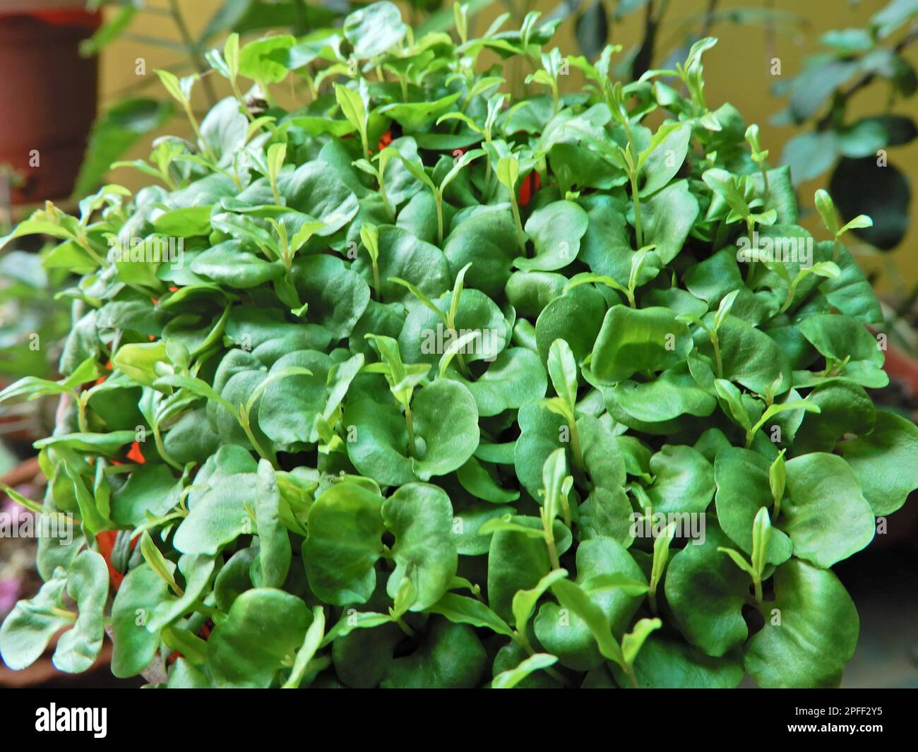 Pomegranate Plant Sapling Hi Res Stock Photography And Images Alamy