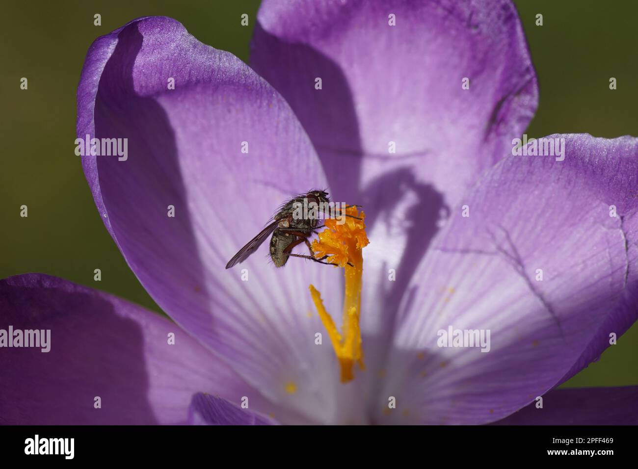 Close up fly, Phaonia tuguriorum, family House flies, Muscidae. On a purple flowering crocus, family Iridaceae. Yellow, stamens, pistil, Dutch garden. Stock Photo